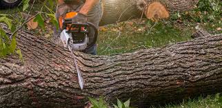 Professional Tree Removal Services in Allouez, WI