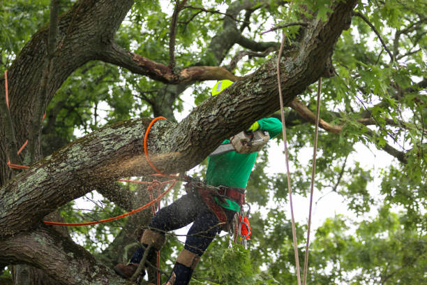 Best Hedge Trimming  in Allouez, WI