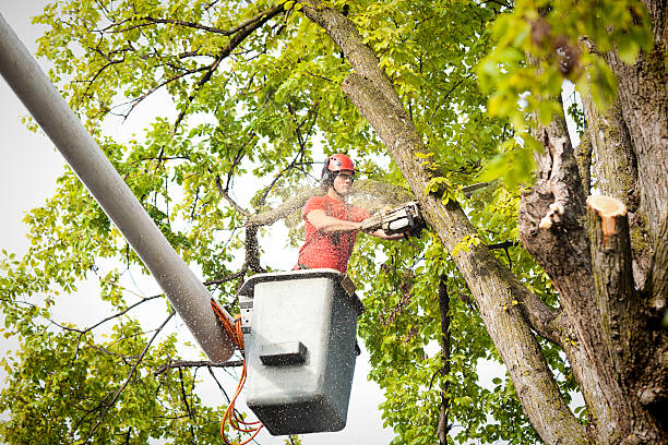 Best Tree Removal  in Allouez, WI